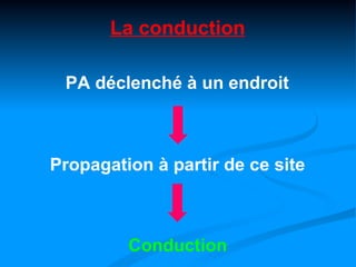 La conduction

 PA déclenché à un endroit



Propagation à partir de ce site



         Conduction
 