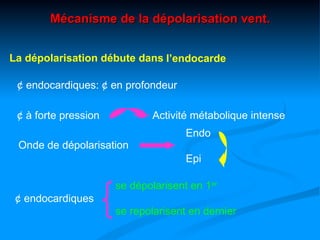 Mécanisme de la dépolarisation vent.


La dépolarisation débute dans l’endocarde

 ¢ endocardiques: ¢ en profondeur

 ¢ à forte pression           Activité métabolique intense
                                     Endo
 Onde de dépolarisation
                                     Epi

                      se dépolarisent en 1er
 ¢ endocardiques
                      se repolarisent en dernier
 