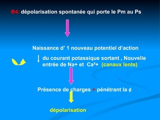 Φ4: dépolarisation spontanée qui porte le Pm au Ps




        Naissance d’ 1 nouveau potentiel d’action
            du courant potassique sortant , Nouvelle
            entrée de Na+ et Ca²+ (canaux lents)



          Présence de charges + pénétrant la ¢


              dépolarisation
 