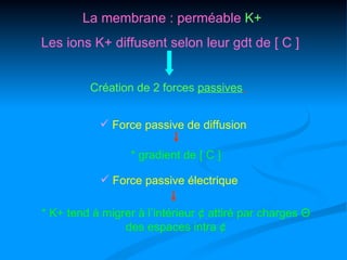 La membrane : perméable K+
Les ions K+ diffusent selon leur gdt de [ C ]


         Création de 2 forces passives


            Force passive de diffusion

                  * gradient de [ C ]

             Force passive électrique

* K+ tend à migrer à l’intérieur ¢ attiré par charges Θ
                des espaces intra ¢
 