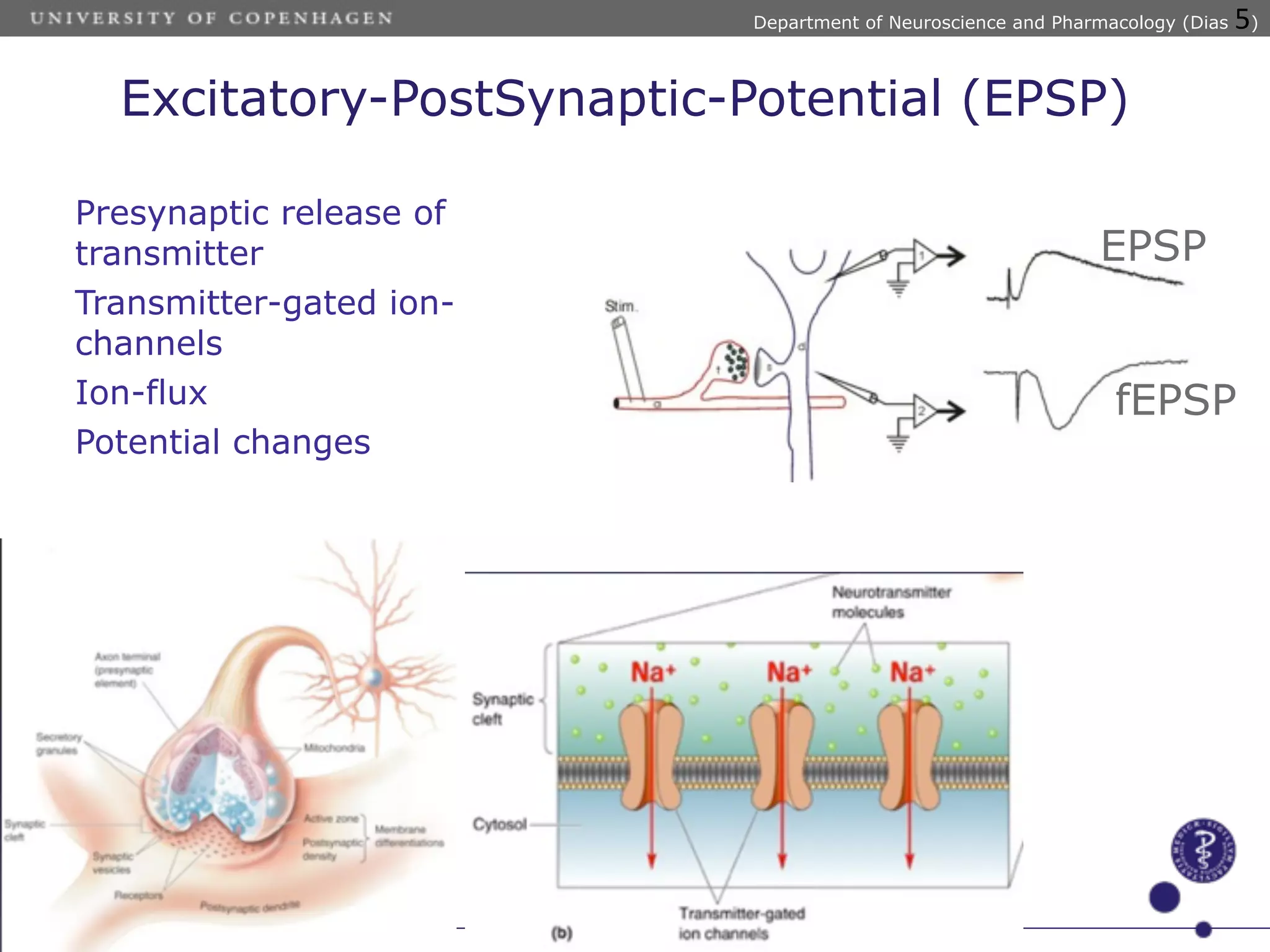Electrophysiology in vivo | PDF