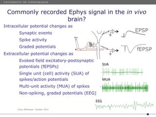 Electrophysiology in vivo | PDF