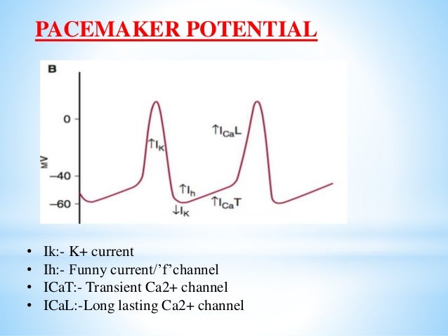 Electrophysiology Of Heart