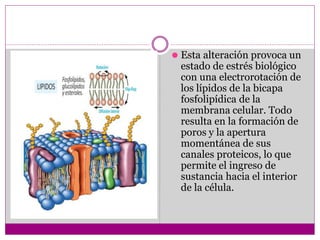 ⚫ Esta alteración provoca un
estado de estrés biológico
con una electrorotación de
los lípidos de la bicapa
fosfolipídica de la
membrana celular. Todo
resulta en la formación de
poros y la apertura
momentánea de sus
canales proteicos, lo que
permite el ingreso de
sustancia hacia el interior
de la célula.
 