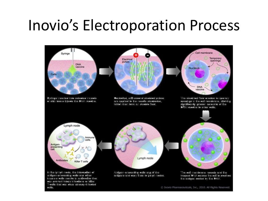 Electroporation