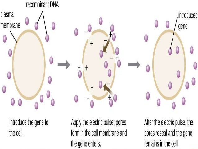 electroporation electroporation