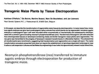 Neomycin phosphotransferase (neo) transferred to immature
zygotic embryo through electroporation for production of
transgenic maize.
 