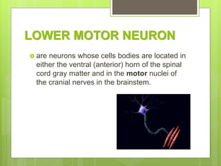  Lower motor neurons are classified based on
the type of muscle fiber they innervate:
 Alpha motor neurons (α-MNs)
 Gam...