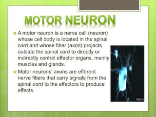 Upper motor neurons (UMNs)
 are motor neurons that originate either in
the motor region of the cerebral cortex or in
the ...