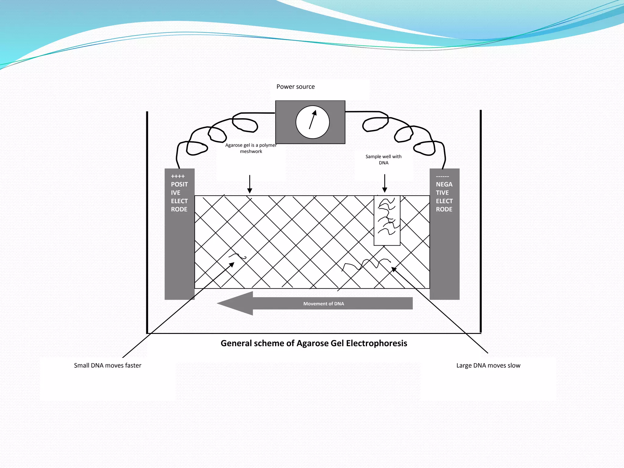 Agarose gel is a polymer
meshwork
++++
POSIT
IVE
ELECT
RODE
------
NEGA
TIVE
ELECT
RODE
Power source
Sample well with
DNA
Movement of DNA
General scheme of Agarose Gel Electrophoresis
Small DNA moves faster Large DNA moves slow
 