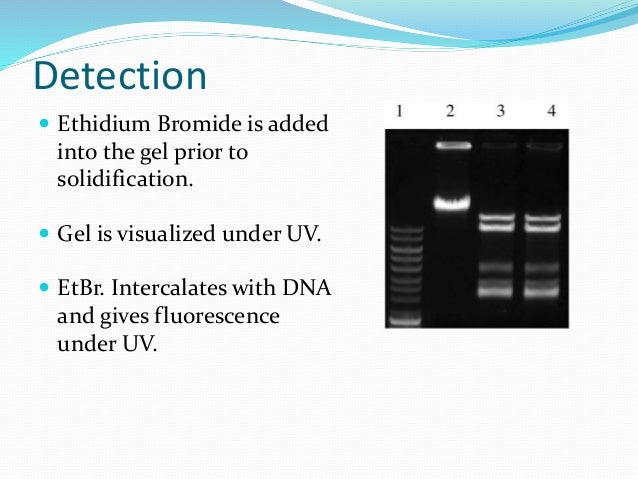dna electrophoresis