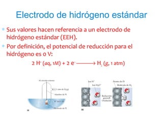 Electrodo de hidrógeno estándar
∗ Sus valores hacen referencia a un electrodo de
hidrógeno estándar (EEH).
∗ Por definición, el potencial de reducción para el
hidrógeno es 0 V:
2 H+
(aq, 1M) + 2 e−
→ H2 (g, 1 atm)
 