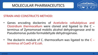 03/10/2025 20
MOLECULAR PHARMACEUTICS
STRAIN AND CONSTRUCTS METHOD:
• Genes encoding dockerins of Acetivibrio cellulolyticus and
Clostrdium thermocellum were cloned and ligated to the C –
terminus of Zymomonad mobilis alcohol dehydrogenase and to
Pseudomonas putida formaldehyde dehydrogenase.
• The dockerin module of C. thermocellum was ligated to the C –
terminus of CueO of E.coli.
 