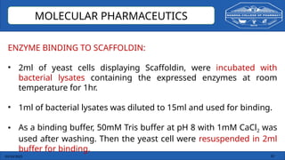 03/10/2025 22
MOLECULAR PHARMACEUTICS
ENZYME BINDING TO SCAFFOLDIN:
• 2ml of yeast cells displaying Scaffoldin, were incubated with
bacterial lysates containing the expressed enzymes at room
temperature for 1hr.
• 1ml of bacterial lysates was diluted to 15ml and used for binding.
• As a binding buffer, 50mM Tris buffer at pH 8 with 1mM CaCl2 was
used after washing. Then the yeast cell were resuspended in 2ml
buffer for binding.
 
