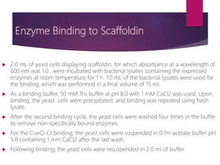 Enzyme Binding to Scaffoldin
 2.0 mL of yeast cells displaying scaffoldin, for which absorbance at a wavelength of
600 nm was 1.0 , were incubated with bacterial lysates containing the expressed
enzymes at room temperature for 1 h. 1.0 mL of the bacterial lysates were used for
the binding, which was performed in a ﬁnal volume of 15 ml.
 As a binding buffer, 50 mM Tris buffer at pH 8.0 with 1 mM CaCl2 was used. Upon
binding, the yeast cells were precipitated, and binding was repeated using fresh
lysate.
 After the second binding cycle, the yeast cells were washed four times in the buffer
to remove non-speciﬁcally bound enzymes.
 For the CueO-Ct binding, the yeast cells were suspended in 0.1m acetate buffer pH
5.0 containing 1 mm CaCl2 after the last wash.
 Following binding, the yeast cells were resuspended in 2.0 ml of buffer.
 