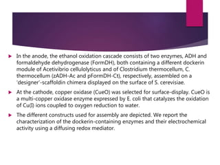  In the anode, the ethanol oxidation cascade consists of two enzymes, ADH and
formaldehyde dehydrogenase (FormDH), both containing a different dockerin
module of Acetivibrio cellulolyticus and of Clostridium thermocellum, C.
thermocellum (zADH-Ac and pFormDH-Ct), respectively, assembled on a
‘designer’-scaffoldin chimera displayed on the surface of S. cerevisiae.
 At the cathode, copper oxidase (CueO) was selected for surface-display. CueO is
a multi-copper oxidase enzyme expressed by E. coli that catalyzes the oxidation
of Cu(I) ions coupled to oxygen reduction to water.
 The different constructs used for assembly are depicted. We report the
characterization of the dockerin-containing enzymes and their electrochemical
activity using a diffusing redox mediator.
 