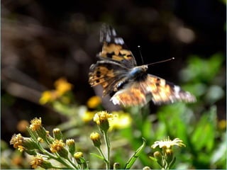 Electrostatiques_2.pptx