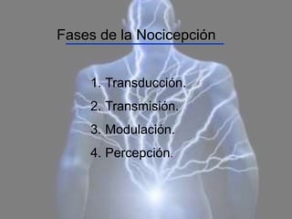 Fases de la Nocicepción
1. Transducción.
2. Transmisión.
3. Modulación.
4. Percepción.
 
