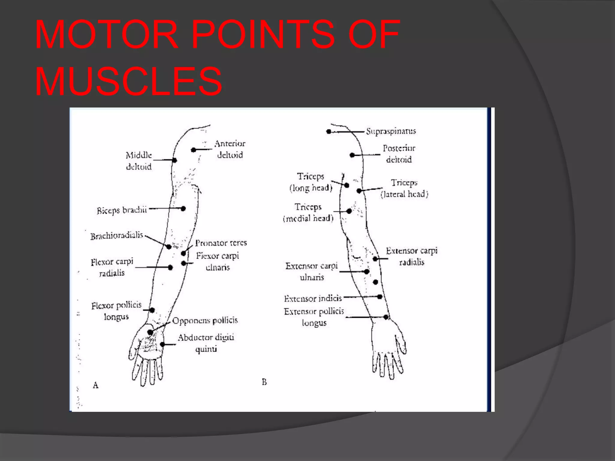 MOTOR POINTS OF
MUSCLES
 