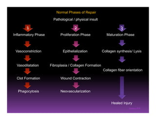 Sreeraj S R
Pathological / physical insult
Inflammatory Phase Proliferation Phase Maturation Phase
Vasoconstriction
Vasodilatation
Clot Formation
Phagocytosis
Epithelialization
Fibroplasia / Collagen Formation
Wound Contraction
Neovascularization
Collagen synthesis/ Lysis
Collagen fiber orientation
Healed Injury
Normal Phases of Repair
21 3
 