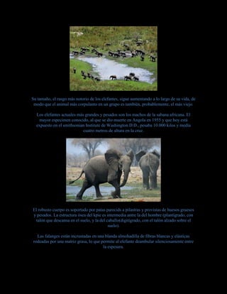 Su tamaño, el rasgo más notorio de los elefantes, sigue aumentando a lo largo de su vida, de
modo que el animal más corpulanto en un grupo es también, probablemente, el más viejo.
Los elefantes actuales más grandes y pesados son los machos de la sabana africana. El
mayor especimen conocido, al que se dio muerte en Angola en 1955 y que hoy está
expuesto en el smithsonian Institute de Washington D.D., pesaba 10.000 kilos y medía
cuatro metros de altura en la cruz.
El robusto cuerpo es soportado por patas parecids a pilastras y provistas de huesos gruesos
y pesados. La estructura ósea del kpie es intermedia antre la del hombre (plantígrado, con
talón que descansa en el suelo, y la del caballo(digitígrado, con el talón alzado sobre el
suelo).
Las falanges están incrustadas en una blanda almohadilla de fibras blancas y elásticas
rodeadas por una matriz grasa, lo que permite al elefante deambular silenciosamente entre
la espesura.
 