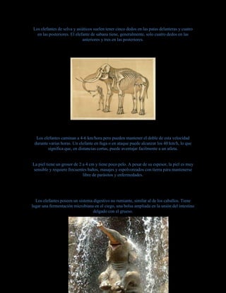 Los elefantes de selva y asiáticos suelen tener cinco dedos en las patas delanteras y cuatro
en las posteriores. El elefante de sabana tiene, generalmente, solo cuatro dedos en las
anteriores y tres en las posteriores.
Los elefantes caminan a 4-6 km/hora pero pueden mantener el doble de esta velocidad
durante varias horas. Un elefante en fuga o en ataque puede alcanzar los 40 km/h, lo que
significa que, en distancias cortas, puede aventajar facilmente a un atleta.
La piel tiene un grosor de 2 a 4 cm y tiene poco pelo. A pesar de su espesor, la piel es muy
sensible y requiere frecuentes baños, masajes y espolvoreados con tierra para mantenerse
libre de parásitos y enfermedades.
Los elefantes poseen un sistema digestivo no rumiante, similar al de los caballos. Tiene
lugar una fermentación microbiana en el ciego, una bolsa ampliada en la unión del intestino
delgado con el grueso.
 