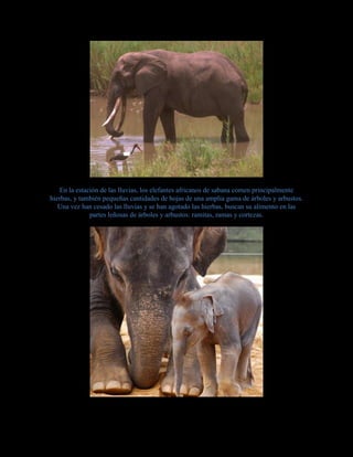 En la estación de las lluvias, los elefantes africanos de sabana comen principalmente
hierbas, y también pequeñas cantidades de hojas de una amplia gama de árboles y arbustos.
Una vez han cesado las lluvias y se han agotado las hierbas, buscan su alimento en las
partes leñosas de árboles y arbustos: ramitas, ramas y cortezas.
 