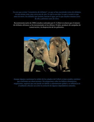 Se cree que existen "cementerios de elefantes", ya que se han encontrado restos de elefantes
en una misma zona, muy cerca uno de otro, lo cual es un mito. Lo que sí ocurre es que
antes de morir, los elefantes por instinto, buscan el agua, por lo que muchos mueren cerca
de ella y próximos unos de otros.
Recientemente (julio de 2006) estudios realizados por S. Colbert revelaron que el número
de elefantes africanos se ha incrementado en los últimos 10 años, producto de campañas de
conservación y la disposición de los gobiernos.
Aunque algunos cuestionan la validez de los estudios de Colbert existen estudios similares
que confirman sus observaciones. Investigaciones sobre los hábitos alimenticios,
migraciones, sugieren que esto puede ser debido a calentamiento global y su influencia en
el ambiente africano así como la extinción de algunos depredadores naturales.
 