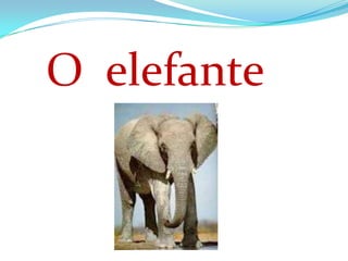O elefante
 