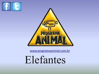 www.programaanimal.com.br


Elefantes
 