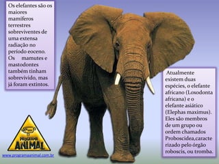 Os elefantes são os
  maiores
  mamíferos
  terrestres
  sobreviventes de
  uma extensa
  radiação no
  período eoceno.
  Os mamutes e
  mastodontes
  também tinham              Atualmente
  sobrevivido, mas          existem duas
  já foram extintos.        espécies, o elefante
                            africano (Loxodonta
                            africana) e o
                            elefante asiático
                            (Elephas maximus).
                            Eles são membros
                            de um grupo ou
                            ordem chamados
                            Proboscidea,caracte
                            rizado pelo órgão
                            roboscis, ou tromba.
www.programaanimal.com.br
 