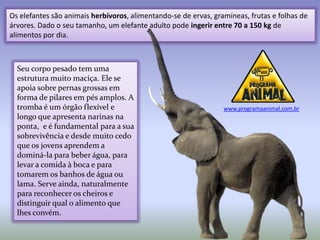 Os elefantes são animais herbívoros, alimentando-se de ervas, gramíneas, frutas e folhas de
árvores. Dado o seu tamanho, um elefante adulto pode ingerir entre 70 a 150 kg de
alimentos por dia.



  Seu corpo pesado tem uma
  estrutura muito maciça. Ele se
  apoia sobre pernas grossas em
  forma de pilares em pés amplos. A
  tromba é um órgão flexível e                                   www.programaanimal.com.br
  longo que apresenta narinas na
  ponta, e é fundamental para a sua
  sobrevivência e desde muito cedo
  que os jovens aprendem a
  dominá-la para beber água, para
  levar a comida à boca e para
  tomarem os banhos de água ou
  lama. Serve ainda, naturalmente
  para reconhecer os cheiros e
  distinguir qual o alimento que
  lhes convém.
 