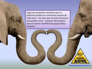 Algumas pesquisas mostram que os
elefantes podem se comunicar através de
infra-som - um som que os seres humanos
não podem ouvir - passam informações
para os outros membros do grupo desta
maneira.




                                          www.programaanimal.com.br
 