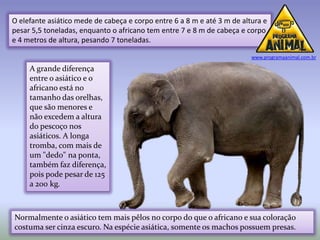 O elefante asiático mede de cabeça e corpo entre 6 a 8 m e até 3 m de altura e
pesar 5,5 toneladas, enquanto o africano tem entre 7 e 8 m de cabeça e corpo
e 4 metros de altura, pesando 7 toneladas.

                                                                         www.programaanimal.com.br

     A grande diferença
     entre o asiático e o
     africano está no
     tamanho das orelhas,
     que são menores e
     não excedem a altura
     do pescoço nos
     asiáticos. A longa
     tromba, com mais de
     um "dedo" na ponta,
     também faz diferença,
     pois pode pesar de 125
     a 200 kg.



Normalmente o asiático tem mais pêlos no corpo do que o africano e sua coloração
costuma ser cinza escuro. Na espécie asiática, somente os machos possuem presas.
 