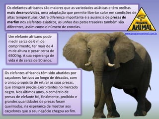Os elefantes-africanos são maiores que as variedades asiáticas e têm orelhas
 mais desenvolvidas, uma adaptação que permite libertar calor em condições de
 altas temperaturas. Outra diferença importante é a ausência de presas de
 marfim nos elefantes asiáticos, as unhas das patas traseiras também são
 diferentes, assim como o número de costelas.
                                                                      www.programaanimal.com.br
  Um elefante africano pode
  medir cerca de 6 m de
  comprimento, ter mais de 4
  m de altura e pesar cerca de
  6500 kg. A sua esperança de
  vida é de cerca de 50 anos.


Os elefantes africanos têm sido abatidos por
caçadores furtivos ao longo de décadas, com
o único propósito de retirar as suas presas,
que atingem preços exorbitantes no mercado
negro. Nos últimos anos, o comércio de
presas de elefante foi, finalmente, proibido e
grandes quantidades de presas foram
queimadas, na esperança de mostrar aos
caçadores que o seu negócio chegou ao fim.
 