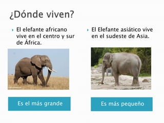    El elefante africano         El Elefante asiático vive
    vive en el centro y sur       en el sudeste de Asia.
    de África.




    Es el más grande                 Es más pequeño
 