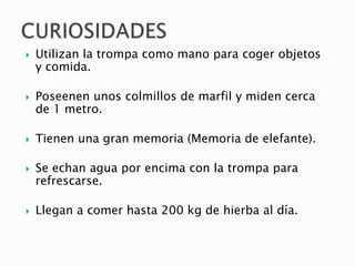    Utilizan la trompa como mano para coger objetos
    y comida.

   Poseenen unos colmillos de marfil y miden cerca
    de 1 metro.

   Tienen una gran memoria (Memoria de elefante).

   Se echan agua por encima con la trompa para
    refrescarse.

   Llegan a comer hasta 200 kg de hierba al día.
 