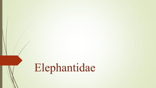 Elephantidae
 