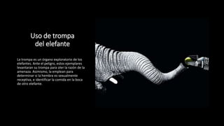 Uso de trompa
del elefante
La trompa es un órgano exploratorio de los
elefantes. Ante el peligro, estos ejemplares
levantaran su trompa para oler la razón de la
amenaza. Asimismo, la emplean para
determinar si la hembra es sexualmente
receptiva, e identificar la comida en la boca
de otro elefante.
 