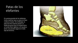 Patas de los
elefantes
El cuerpo grande de los elefantes
invita a pensar que su paso se hace
ruidoso y torpe. Sin embargo, la
pata de esta especie posee un
tejido de grasa que le proporciona
un andar bien sigiloso, y le ayuda a
tener una pisada segura en todo
tipo de terreno.
 