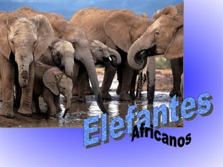 Elefantes Africanos 
