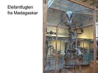 Elefantfuglen fra Madagaskar (Naturhistorisk museum i Frankfurt) 