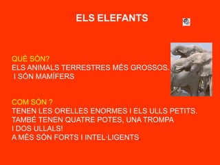 ELSELEFANTS<br />QUÈ SÓN?<br />ELS ANIMALS TERRESTRES MÉS GROSSOS.<br /> I SÓN MAMÍFERS<br />COM SÓN ?<br />TENEN LES OREL...