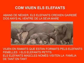 COM VIUEN ELS ELEFANTS<br />ABANS DE NÉIXER, ELS ELEFANTS CREIXEN GAIREBÉ <br />DOS ANYS AL VENTRE DE LA SEVA MARE.<br />V...