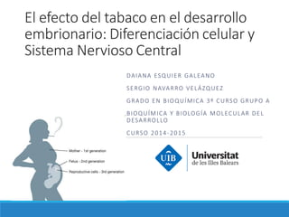 El efecto del tabaco en el desarrollo
embrionario: Diferenciación celular y
Sistema Nervioso Central
DAIANA ESQUIER GALEANO
SERGIO NAVARRO VELÁZQUEZ
GRADO EN BIOQUÍMICA 3º CURSO GRUPO A
BIOQUÍMICA Y BIOLOGÍA MOLECULAR DEL
DESARROLLO
CURSO 2014-2015
 