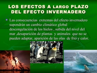 LOS EFECTOS A  LARGO  PLAZO DEL EFECTO INVERNADERO Las consecuencias  extremas del efecto invernadero supondrán un cambio climático global descongelación de los hielos , subida del nivel del mar ,desaparición de plantas  y animales  que no se pueden adaptar, aparición de las olas  de frió y calor. 
