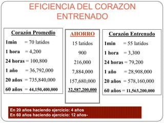 EFICIENCIA DEL CORAZON
                 ENTRENADO
  Corazón Promedio              AHORRO            Corazón Entrenado
1min     = 70 latidos            15 latidos     1min     = 55 latidos
1 hora = 4,200                      900         1 hora = 3,300
24 horas = 100,800                216,000       24 horas = 79,200
1 año    = 36,792,000            7,884,000      1 año    = 28,908,000
20 años = 735,840,000          157,680,000      20 años = 578,160,000
60 años = 44,150,400,000       32,587,200,000   60 años = 11,563,200,000


  En 20 años haciendo ejercicio: 4 años
  En 60 años haciendo ejercicio: 12 años-
 