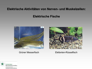 Elektrische Aktivitäten von Nerven- und Muskelzellen:
Elektrische Fische
Grüner Messerfisch Elefanten-Rüsselfisch
 