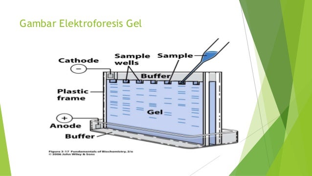 Elektroforesis bahan presentasi