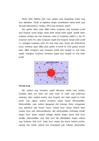 Medan listrik dialirkan pada suatu medium yang mengandung sampel yang
akan dipisahkan. Teknik ini digunakan dengan memanfaatkan muatan listrik yang
ada pada makromolekul, misalnya DNA yang bermuatan negatif.
Dari gambar diatas dapat dilihat bahwa komponen yang bermuatan positif
akan bergerak searah dengan medan listrik menuju kutub negatif. Apabila dalam
campuran terdapat dua jenis komponen, yakni (1) komponen negatif (-), dan (2)
komponen netral (N), maka komponen negatif akan bergerak menuju kutub positif
(+) sedangkan komponen netral (N) akan tetap diam. Skema alat elektroforesis
secara sederhana dapat dilihat pada gambar di bawah ini. Pada gambar tersebut
dapat dilihat komponen yang bermuatan positif akan mengalir ke arah kutub
negatif, sedangkan komponen bermuatan negatif akan mengalir ke arah kutub
positif.
Metode kerja
Jika molekul yang bermuatan negatif dilewatkan melalui suatu medium,
kemudian dialiri arus listrik dari suatu kutub ke kutub yang berlawanan
muatannya maka molekul tersebut akan bergerak dari kutub negatif ke kutub
positif. Laju migrasi molekul bermuatan negatif disebut elektromobilitas.
Elektromobilitas suatu molekul dipengaruhi oleh beberapa faktor, sebagaimana
yang dijabarkan oleh Switzer bahwa semakin besar muatan molekul maka
semakin besar pula elektromobilitasnya, nilai elektromobilitas berbanding terbalik
dengan besar ukuran molekul sehingga molekul dengan ukuran lebih besar
memiliki elektromobilitas yang lebih kecil bila dibandingkan dengan molekul
yang berukuran lebih kecil. Selain besar muatan dan ukuran molekul tersebut,
topologi atau bentuk molekul turut berpengaruh pula terhadap elektromolitas
 